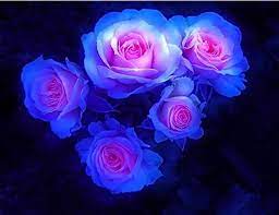 Pink & Blue Roses planted along garden border