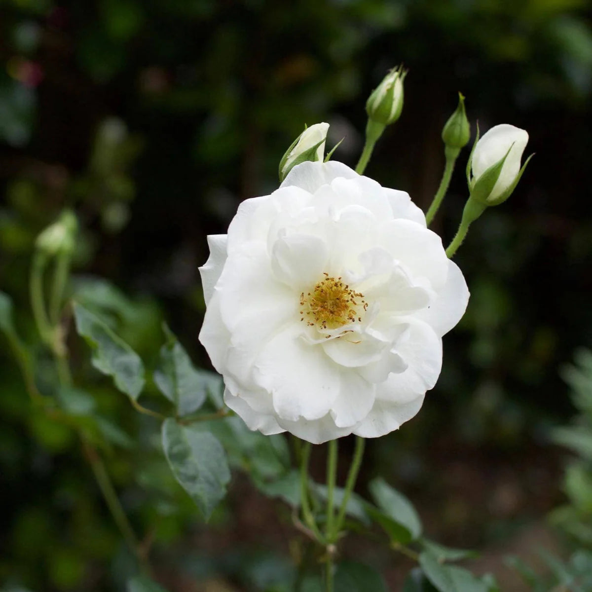 White Creeper Rose Flower seeds for Planting - Long Bloom Season, Heirloom & GMO Free Seeds for Home Garden