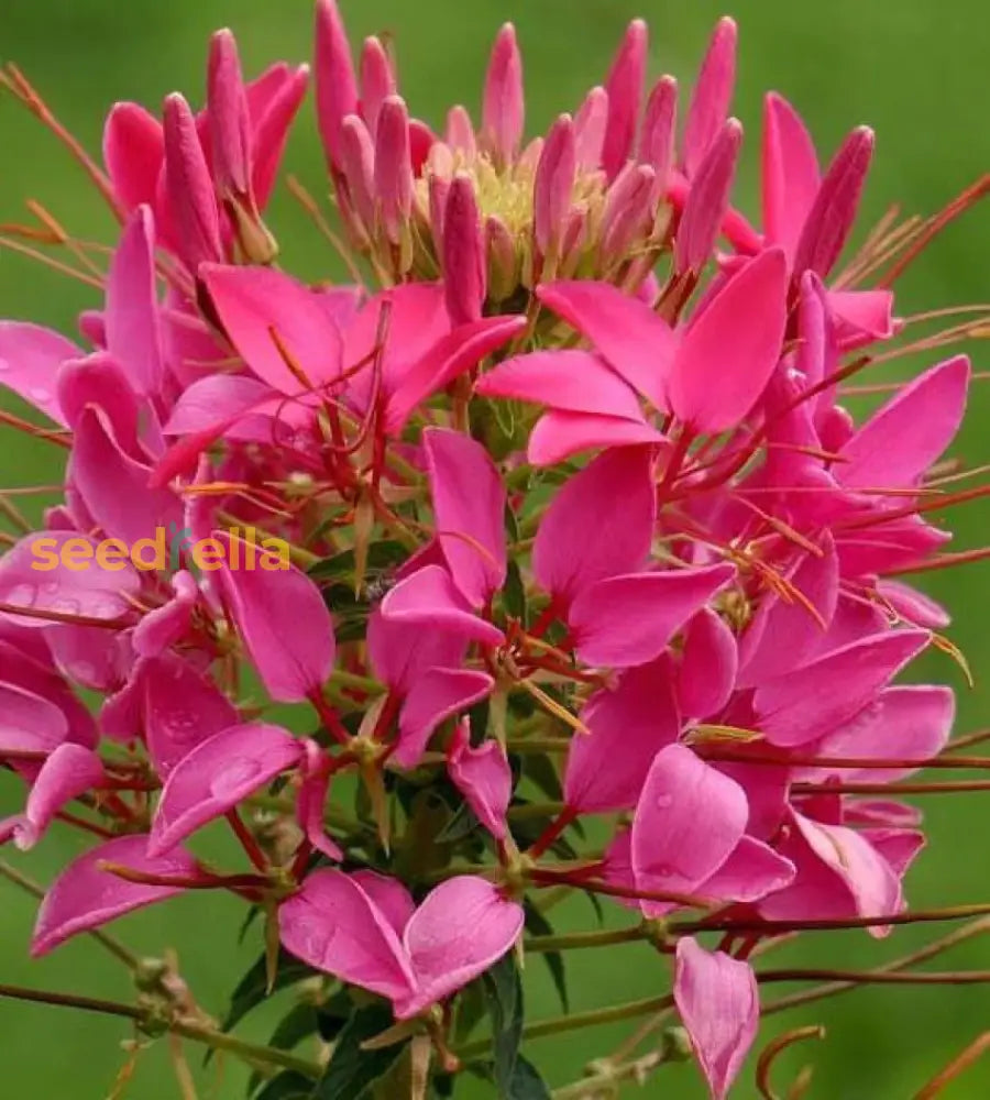 Rose Queen Flower Seeds For Planting Enhance Your Garden With Vibrant Blooms