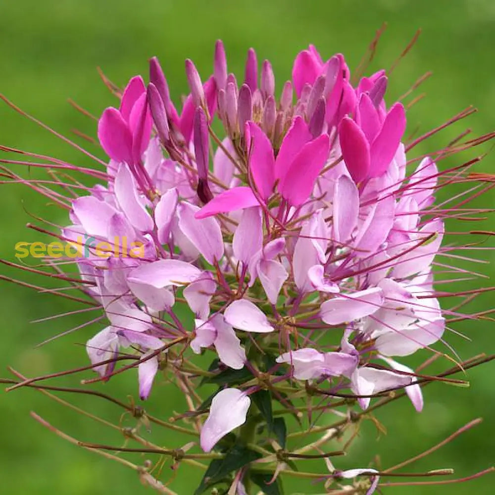 Rose Queen Flower Seeds For Planting Enhance Your Garden With Vibrant Blooms