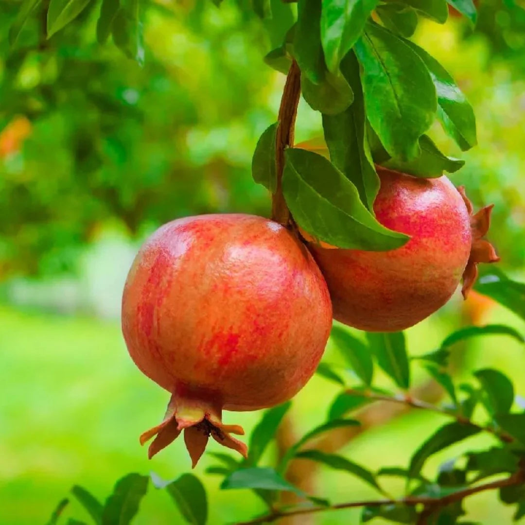 Premium Pomegranate Fruit Seeds Grow Dark Red Variety