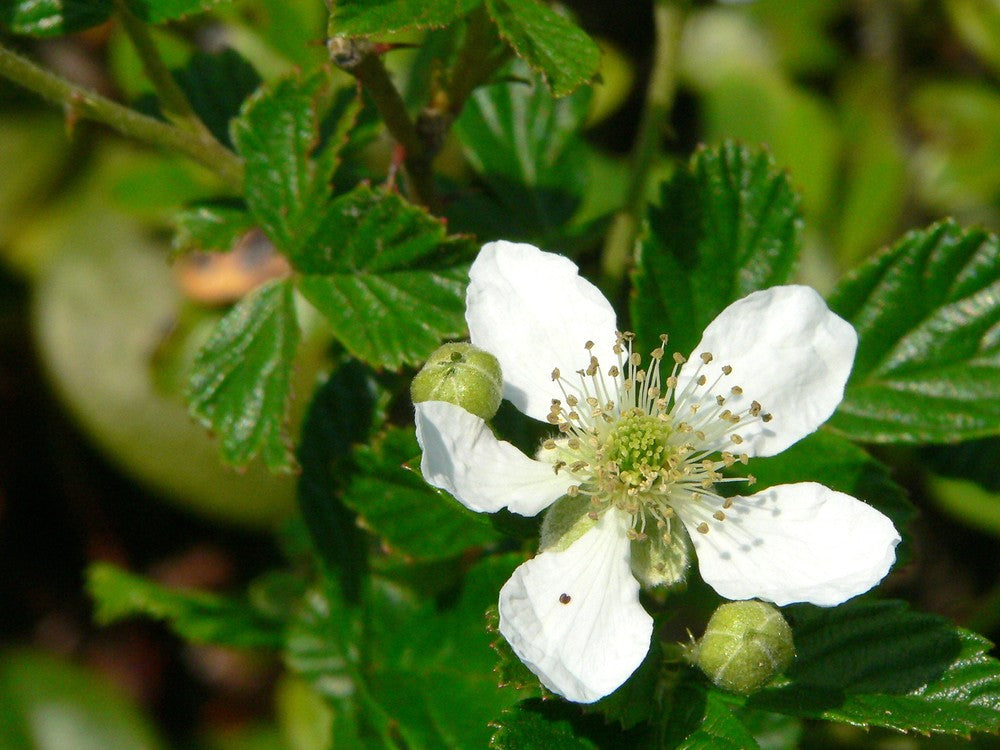 Rubus Cuneifolius Flower seeds for Planting Colorful Display Heirloom & GMO Free Seeds for Home Garden