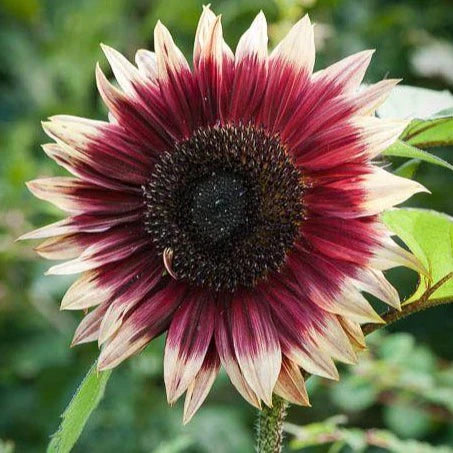 Pink White Sunflower Flower seeds for Planting - Cottage Garden Essential, Heirloom & GMO Free Seeds for Home Garden