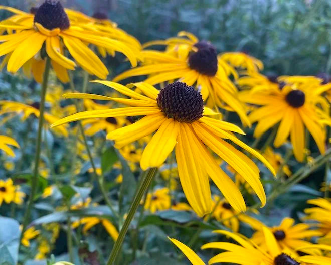 Yellow Fulgida Perennial Seeds Flower seeds for Planting - Seasonal Bloomer, Heirloom & GMO Free Seeds for Home Garden
