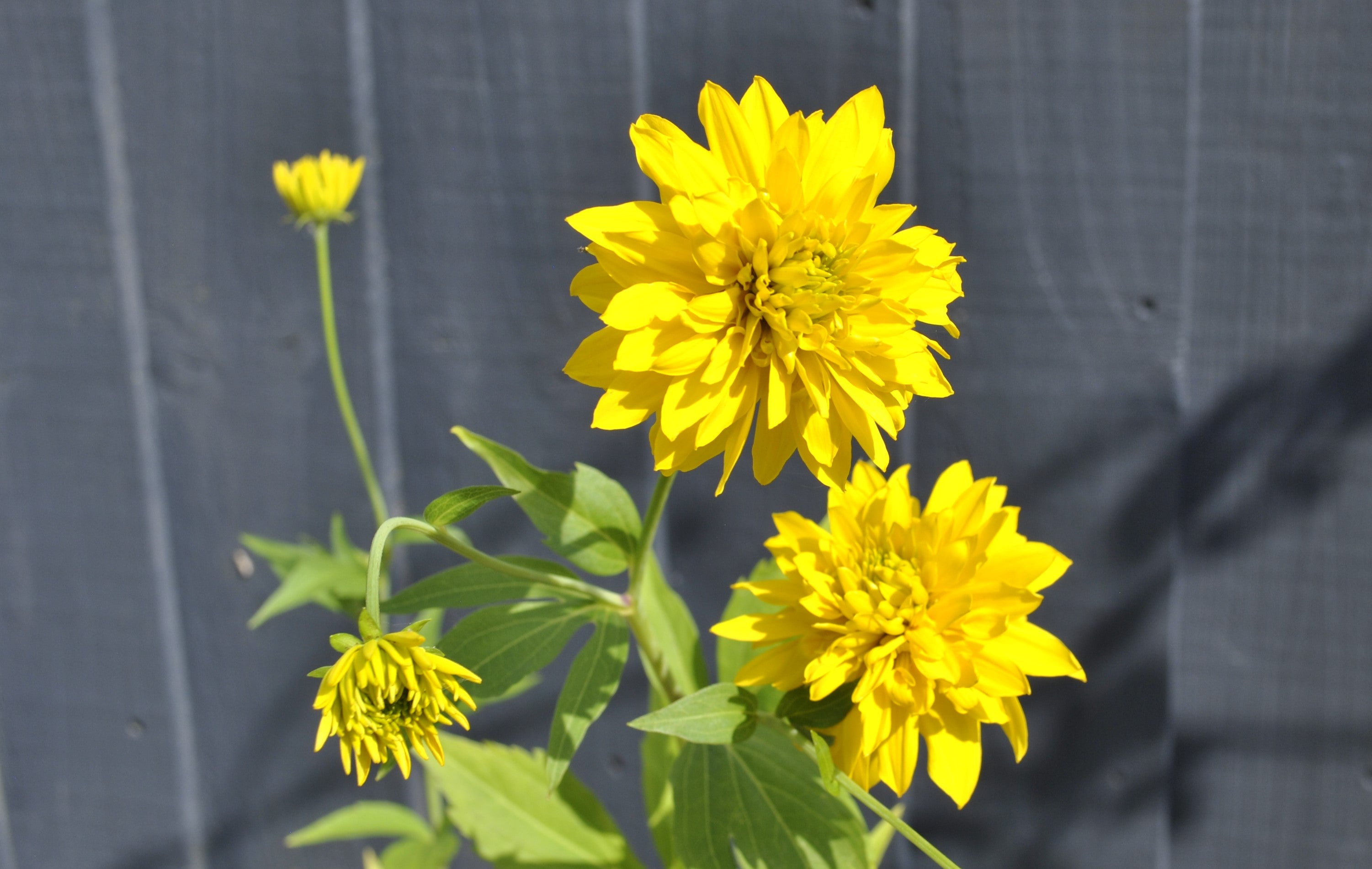 Yellow Rudbeckia Goldstrum Flower seeds for Planting - Compact Growth, Heirloom & GMO Free Seeds for Home Garden
