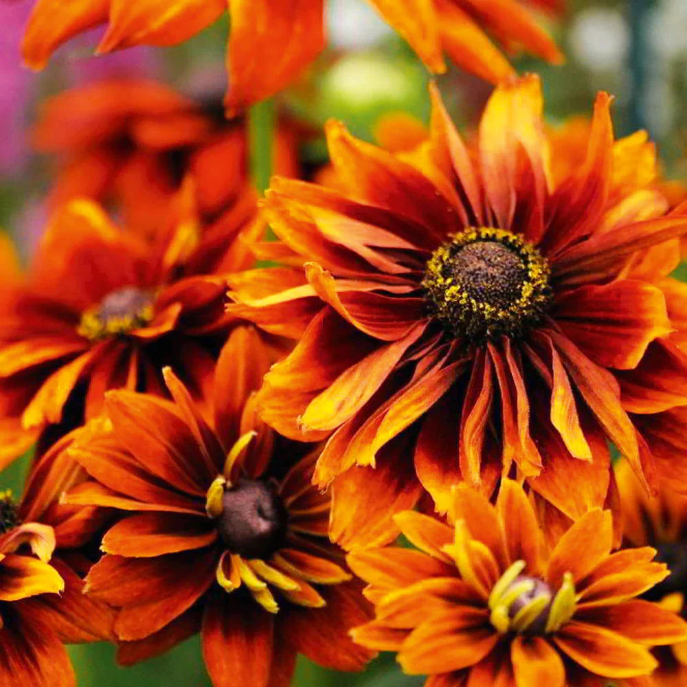 Rudbeckia seeds for borders and garden beds