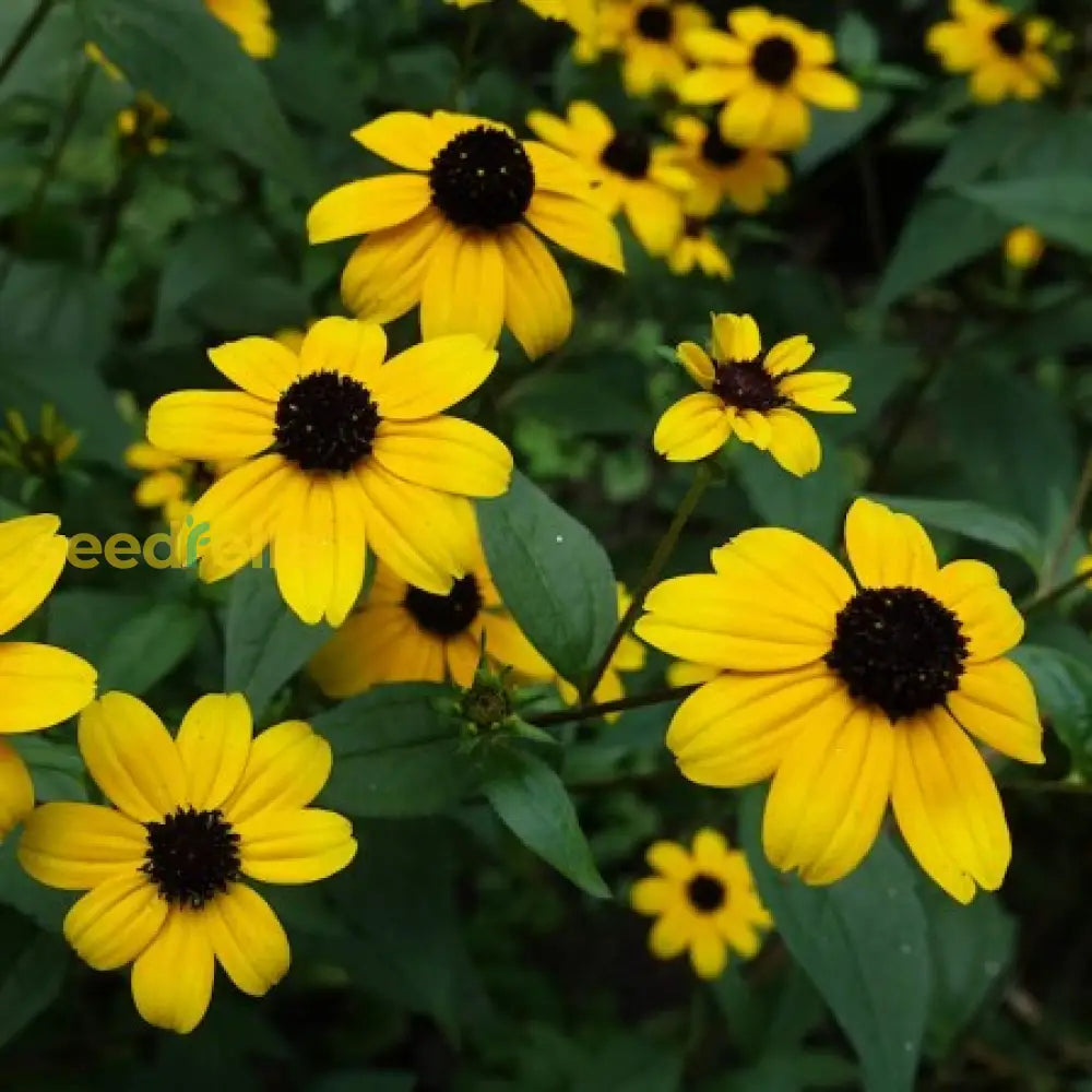 Rudbeckia Triloba Seeds For Planting Vibrant Flower Your Garden