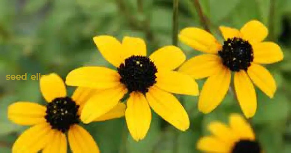 Rudbeckia Triloba Seeds For Planting Vibrant Flower Your Garden