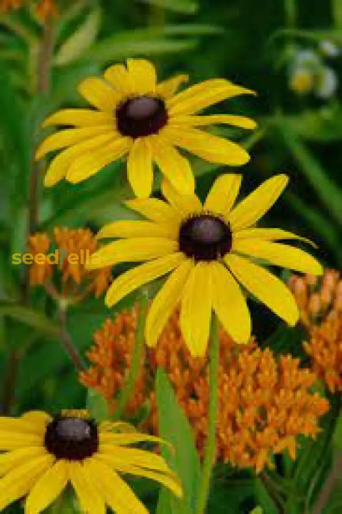 Rudbeckia Triloba Seeds For Planting Vibrant Flower Your Garden