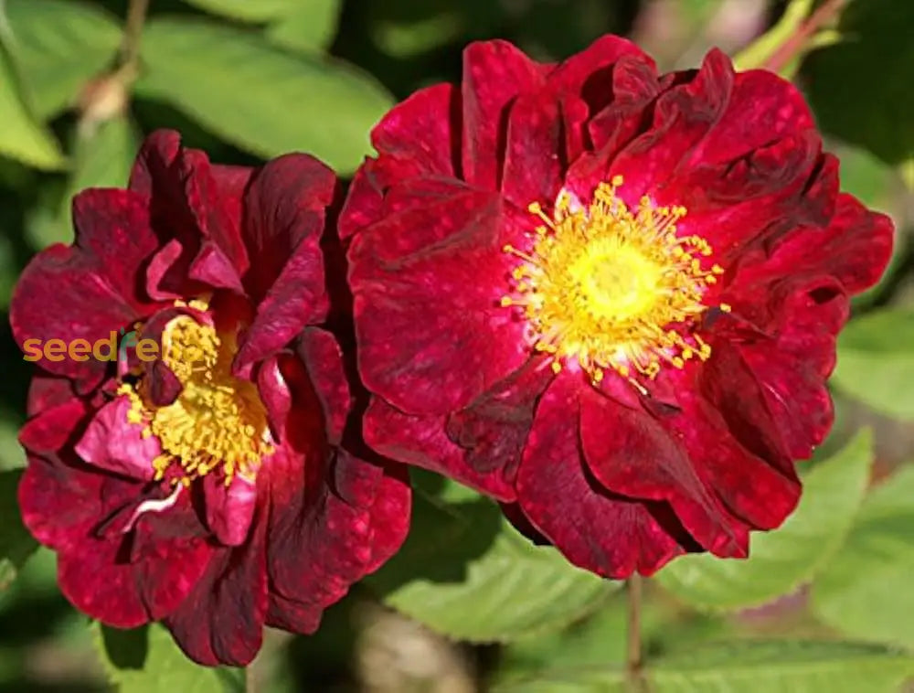 Rugosa Rose Red Flower Seeds For Planting Vibrant Blooms Your Garden