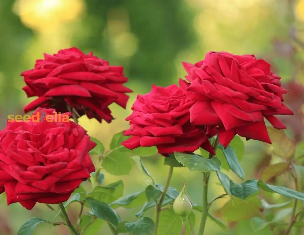 Rugosa Rose Red Flower Seeds For Planting Vibrant Blooms Your Garden