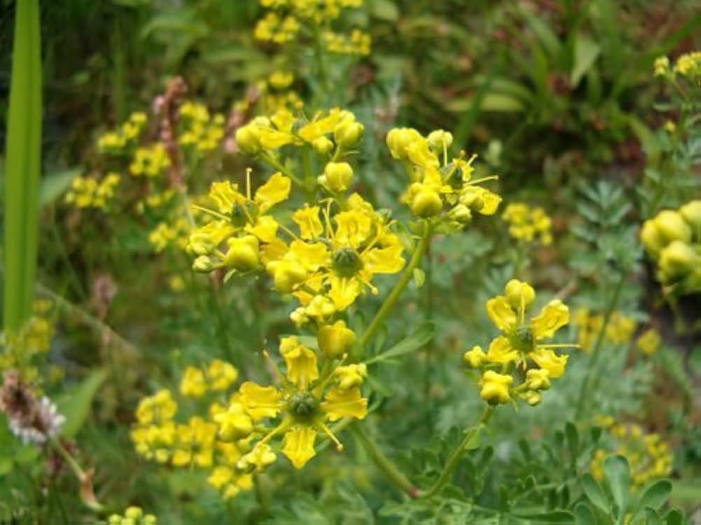 Ruta graveolens herb growing in sunny garden bed