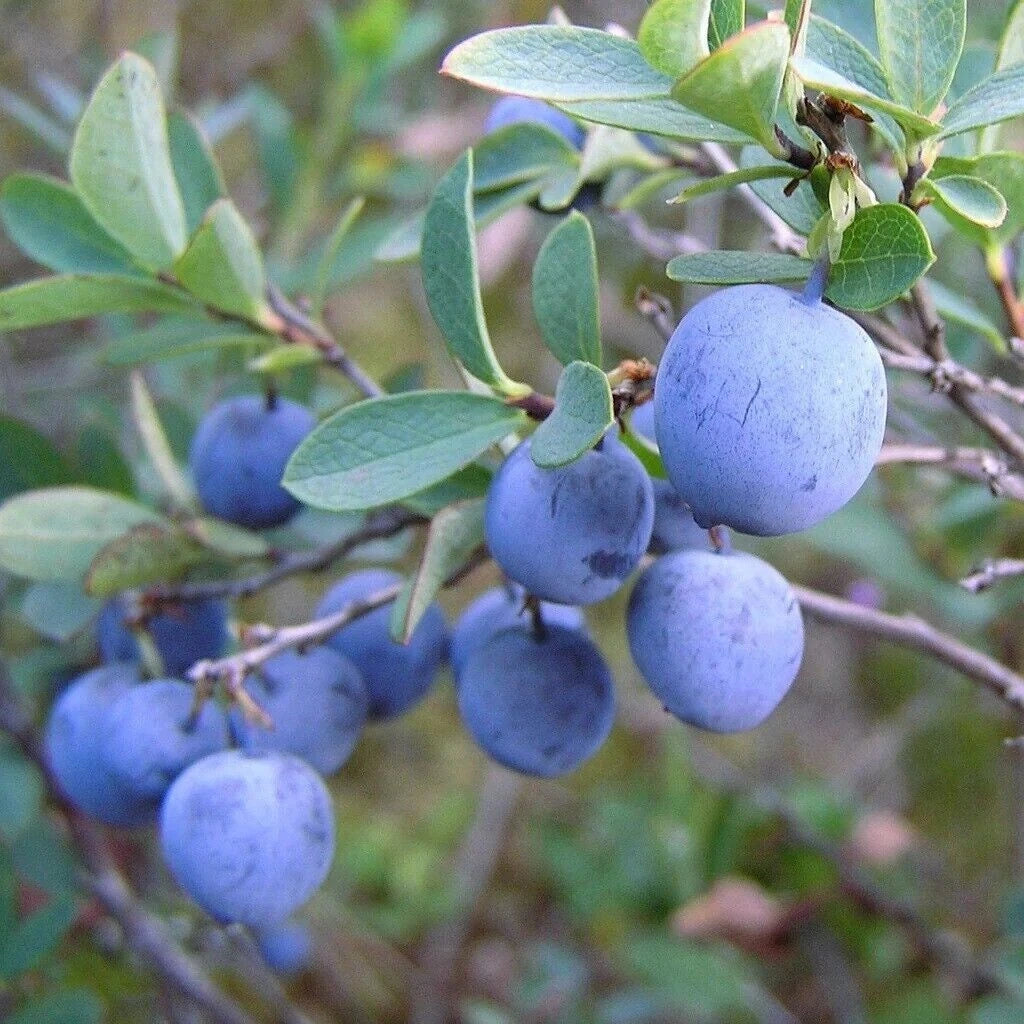 Blue Canadensis Fruit Seeds - Ideal for Planting