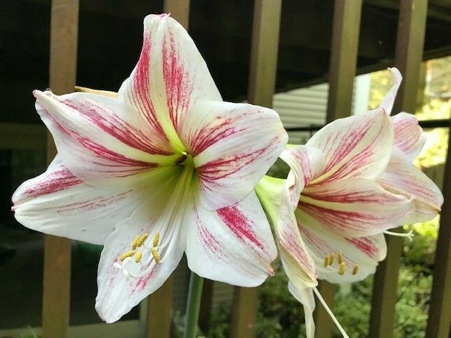 Pink Hippeastrum Rutilum Flower seeds for Planting - Sun Loving, Heirloom & GMO Free Seeds for Home Garden