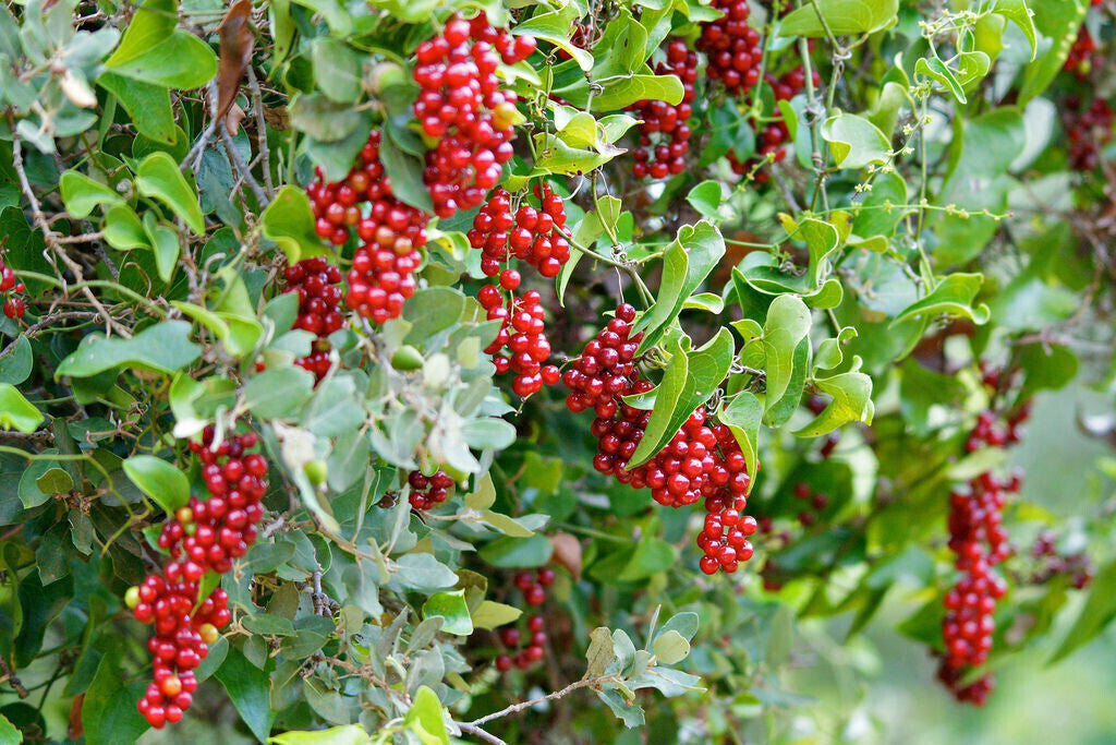 Sarsaparilla Fruit Planting Seeds - Grow Your Own Perennial Climbing Vine