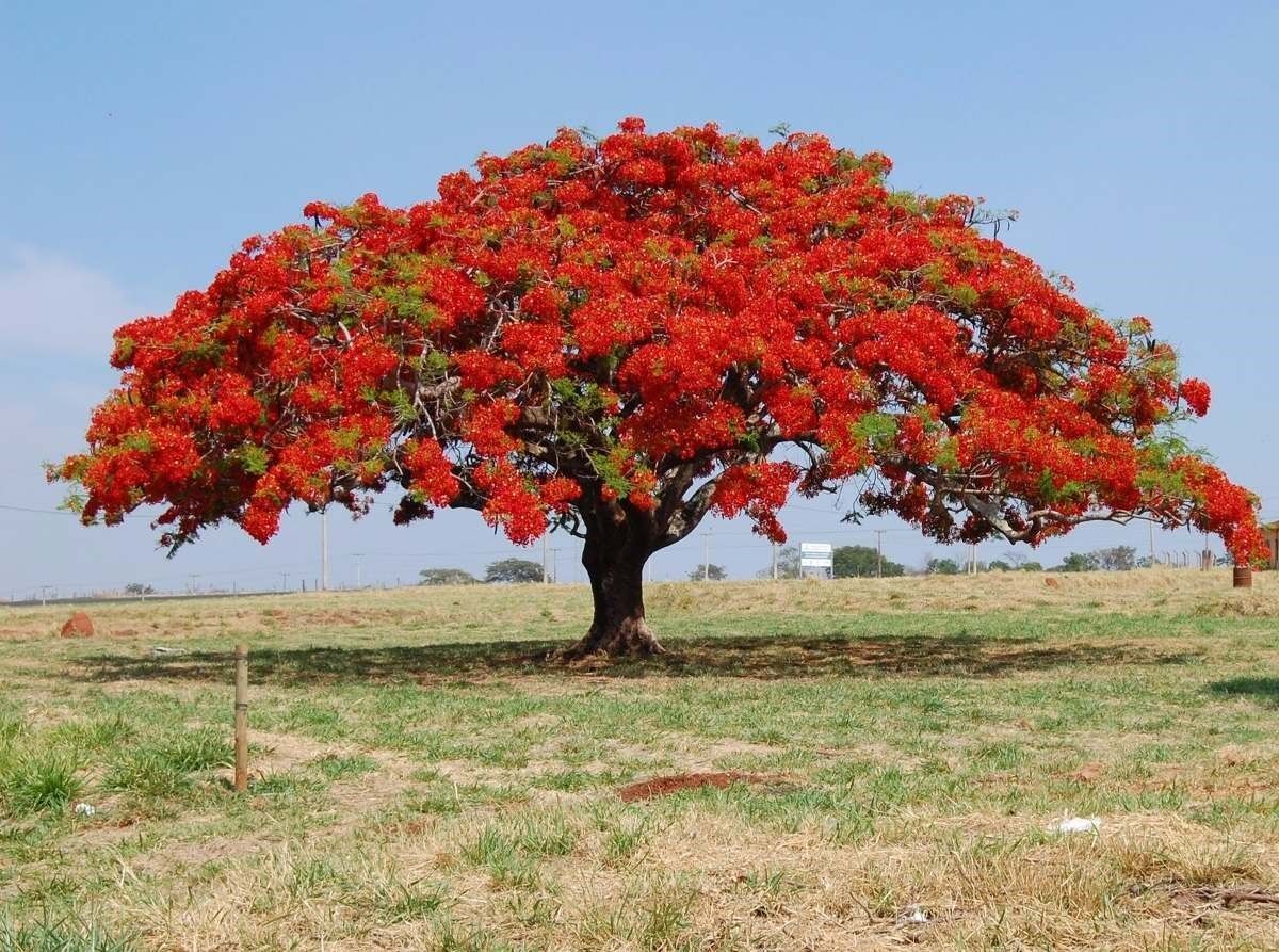 Red Jacaranda Flower seeds for Planting Wildflower Mix Heirloom & GMO Free Seeds for Home Garden
Sale for planting in home garden