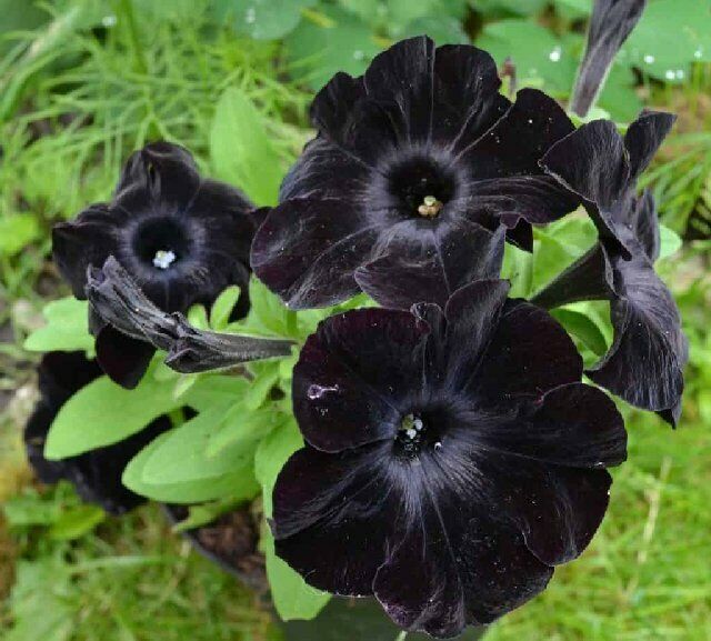 Black Cat Petunia Seeds - Ideal for Planting