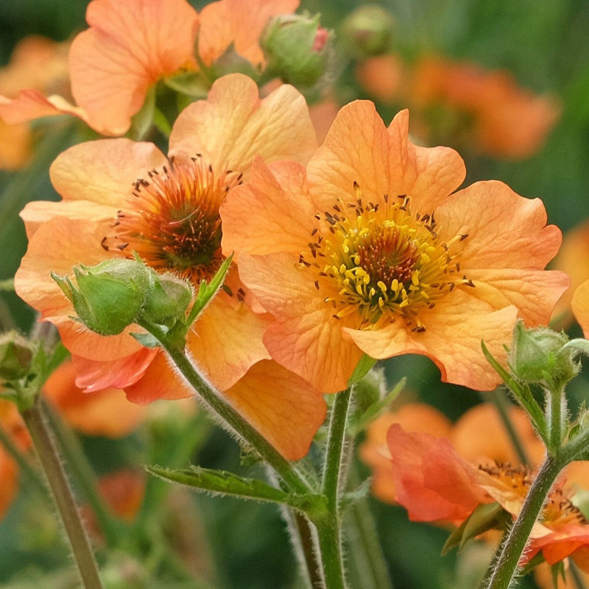 Geum Flower seeds blooming in flower beds, containers, borders, and pollinator-friendly gardens