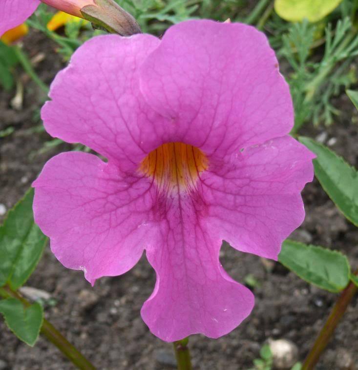 Incarvilla Flower seeds blooming in flower beds, containers, borders, and pollinator-friendly gardens