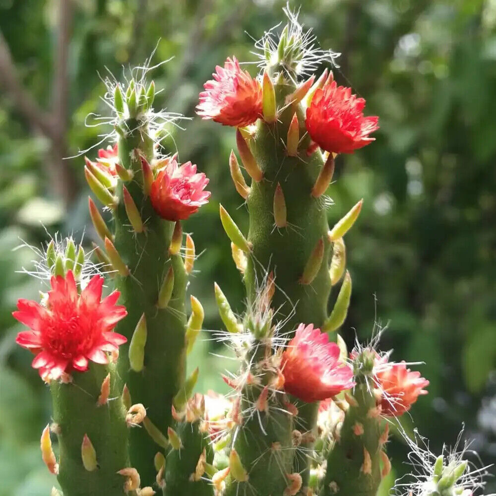 Green Austrocylindropuntia Flower seeds blooming in flower beds, containers, borders, and pollinator-friendly gardens