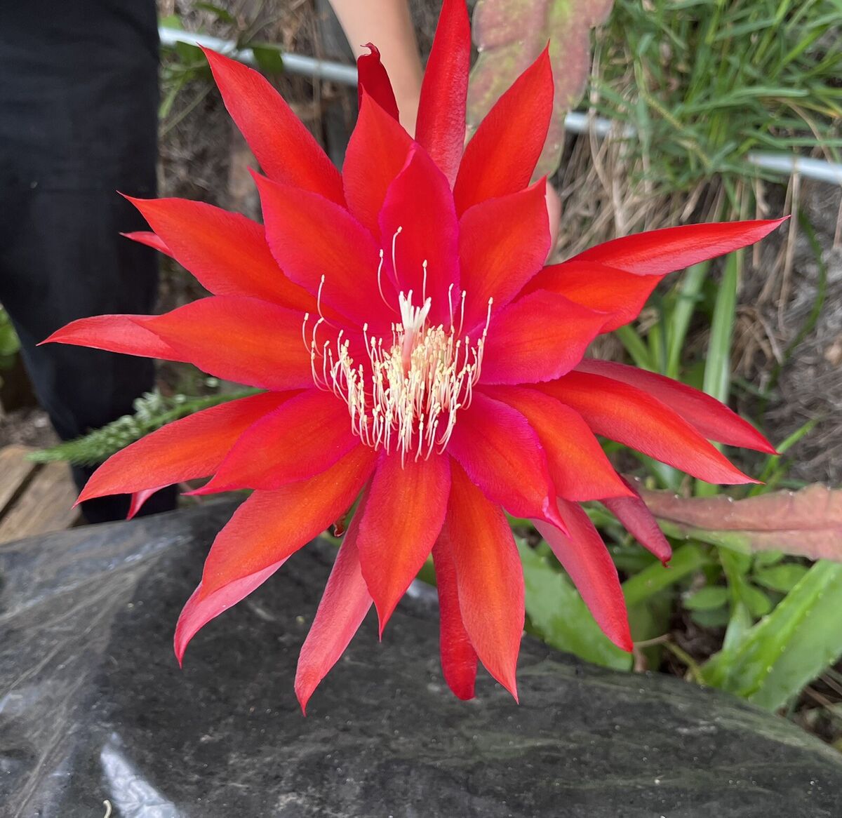 Epiphyllum Flower seeds blooming in flower beds, containers, borders, and pollinator-friendly gardens