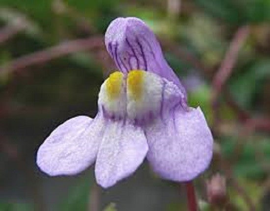Cymbalaria Muralis Flower seeds for Planting - Sun Loving, Heirloom & GMO Free Seeds for Home Garden