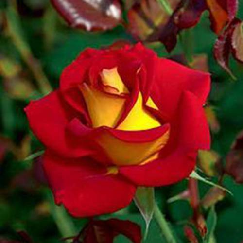 Red Rainbow Potted Rose Flower Seeds for Planting NonGMO Heirloom Easy to Grow Garden Blooms
Sale
