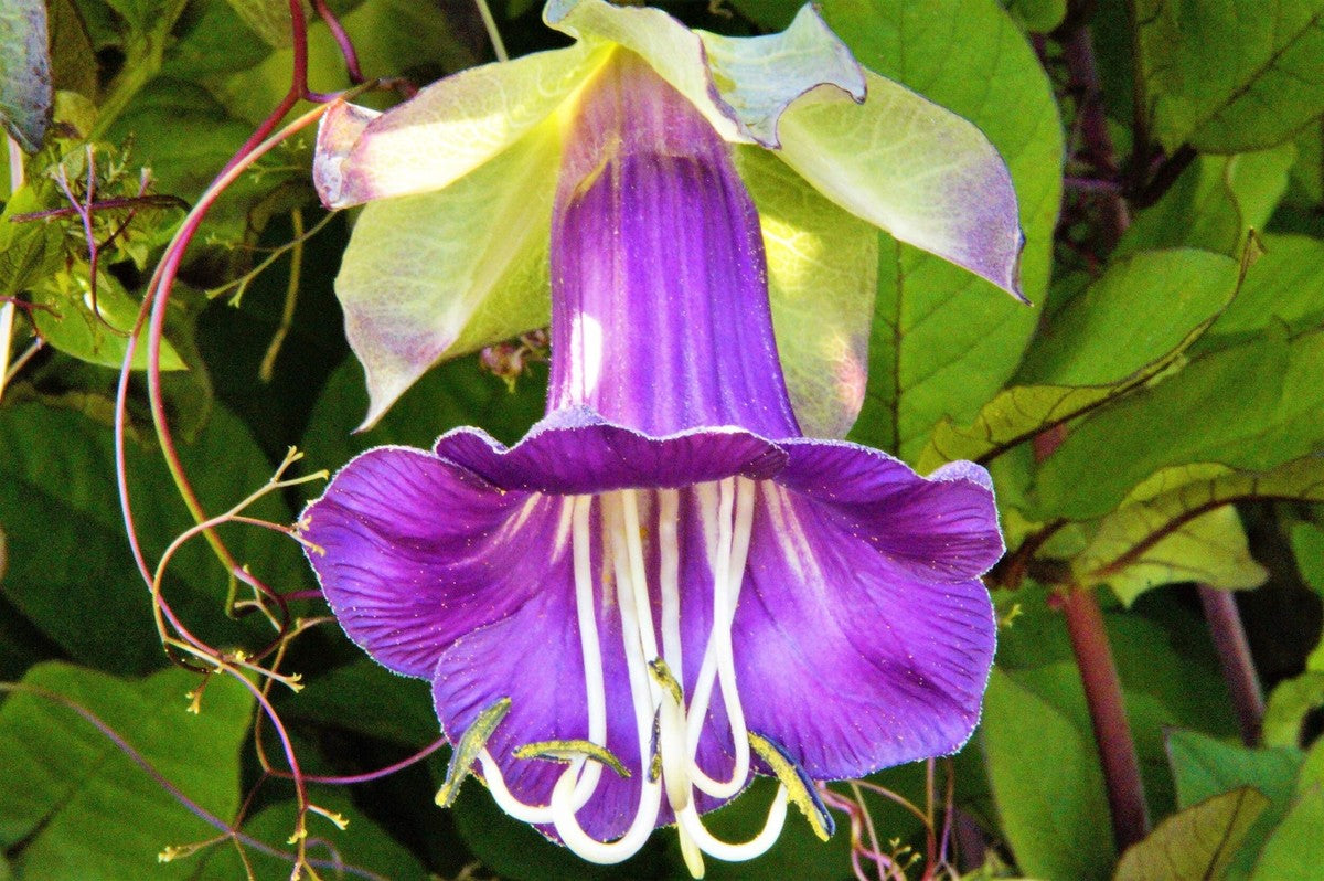 Purple Cathedral Bells Cobaea Scandens Climber Hummingbird Flower seeds for Planting - Bright Blooms, Heirloom & GMO Fre