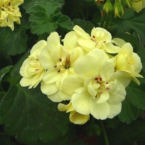 Green Univalve Geranium Flower Seeds for Planting Sun Loving Heirloom & GMO Free Seeds for Home Garden
Sale