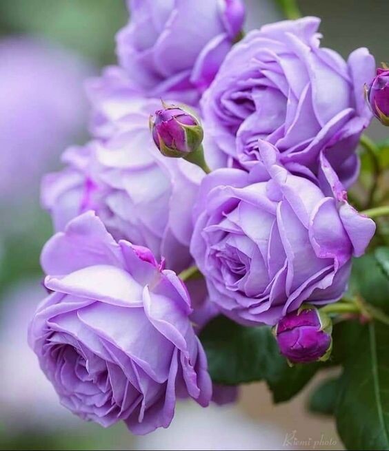 Light Purple Rose Flower Seeds for Planting Fragrant Blossoms Heirloom & GMO Free Seeds for Home Garden
Sale