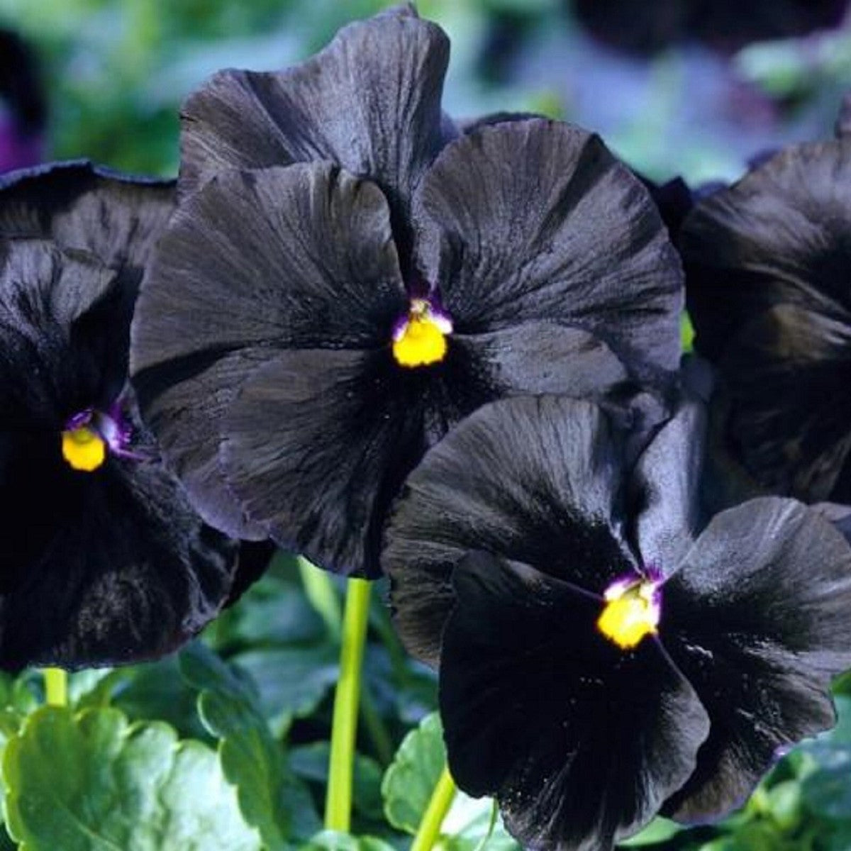 Black Pansy Flower seeds for Planting - Cut Flower Favorite, Heirloom & GMO Free Seeds for Home Garden