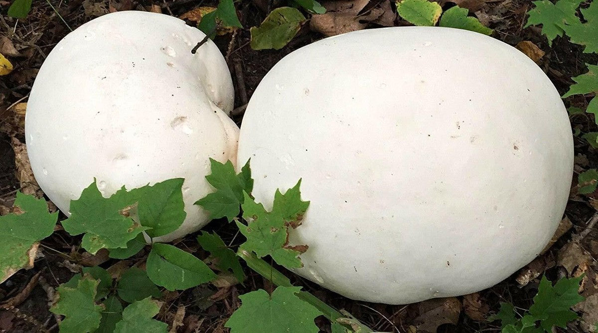 Puffball Mushroom Vegetable Planting Seeds