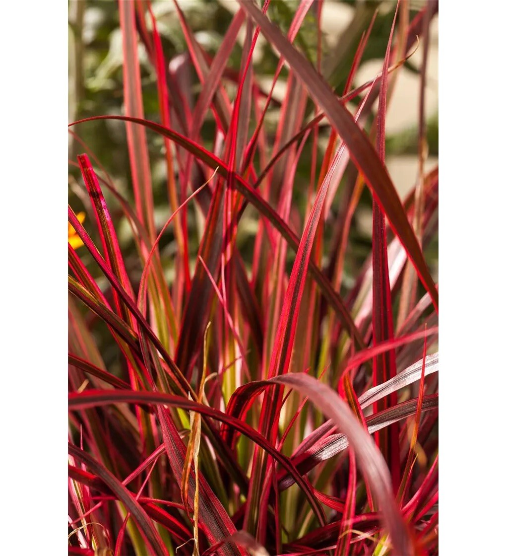 Uncinia Firedance Ornamental Grass Plant: Vibrant Red Foliage for Stunning Garden Displays
