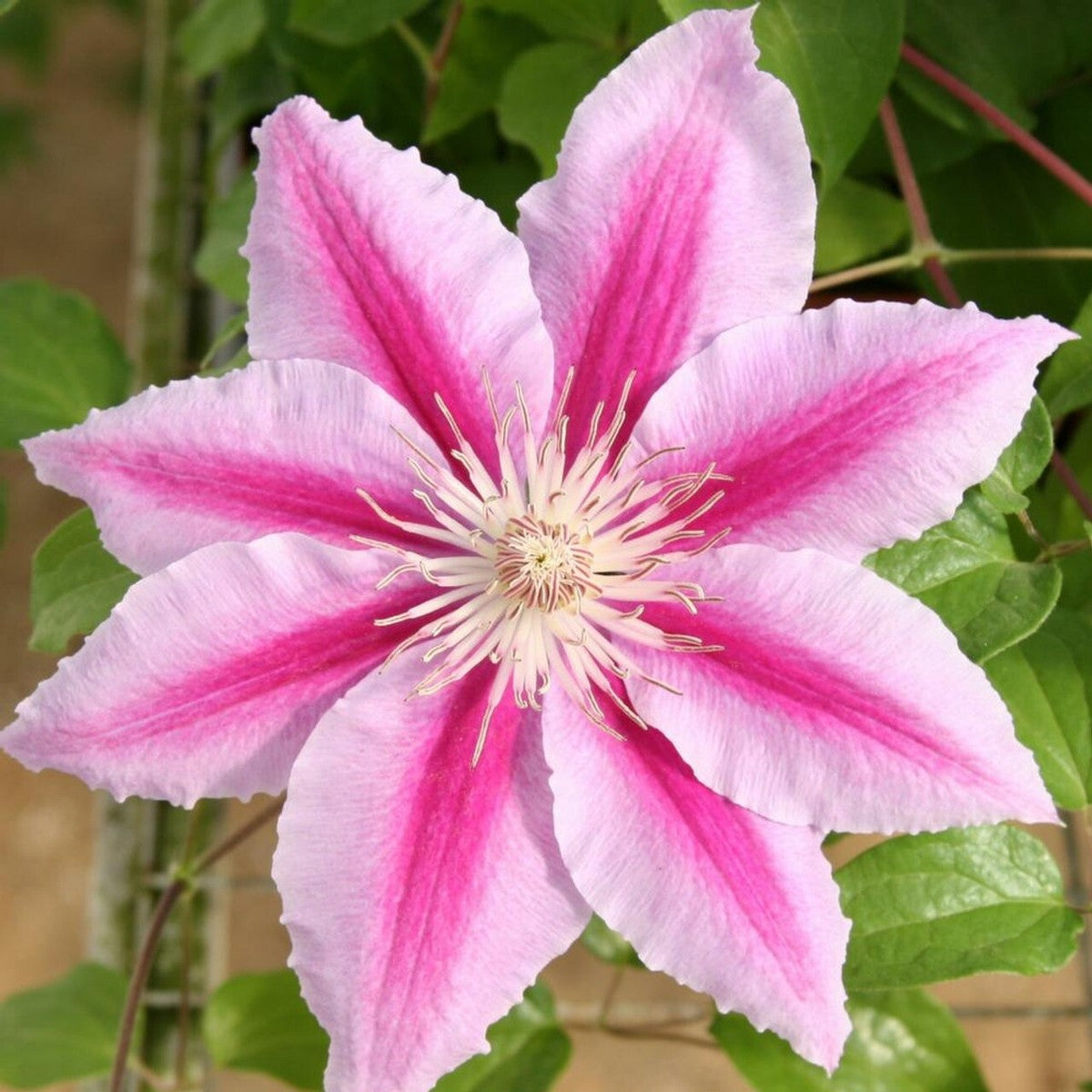 Peach Clematis Flower seeds for Planting - Colorful Display, Heirloom & GMO Free Seeds for Home Garden