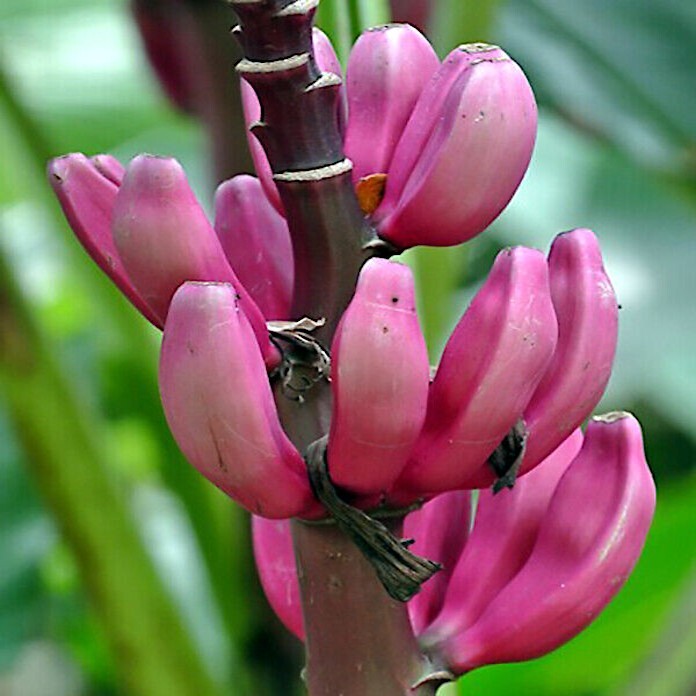 Pink Banana Fruit Seeds for Easy Planting