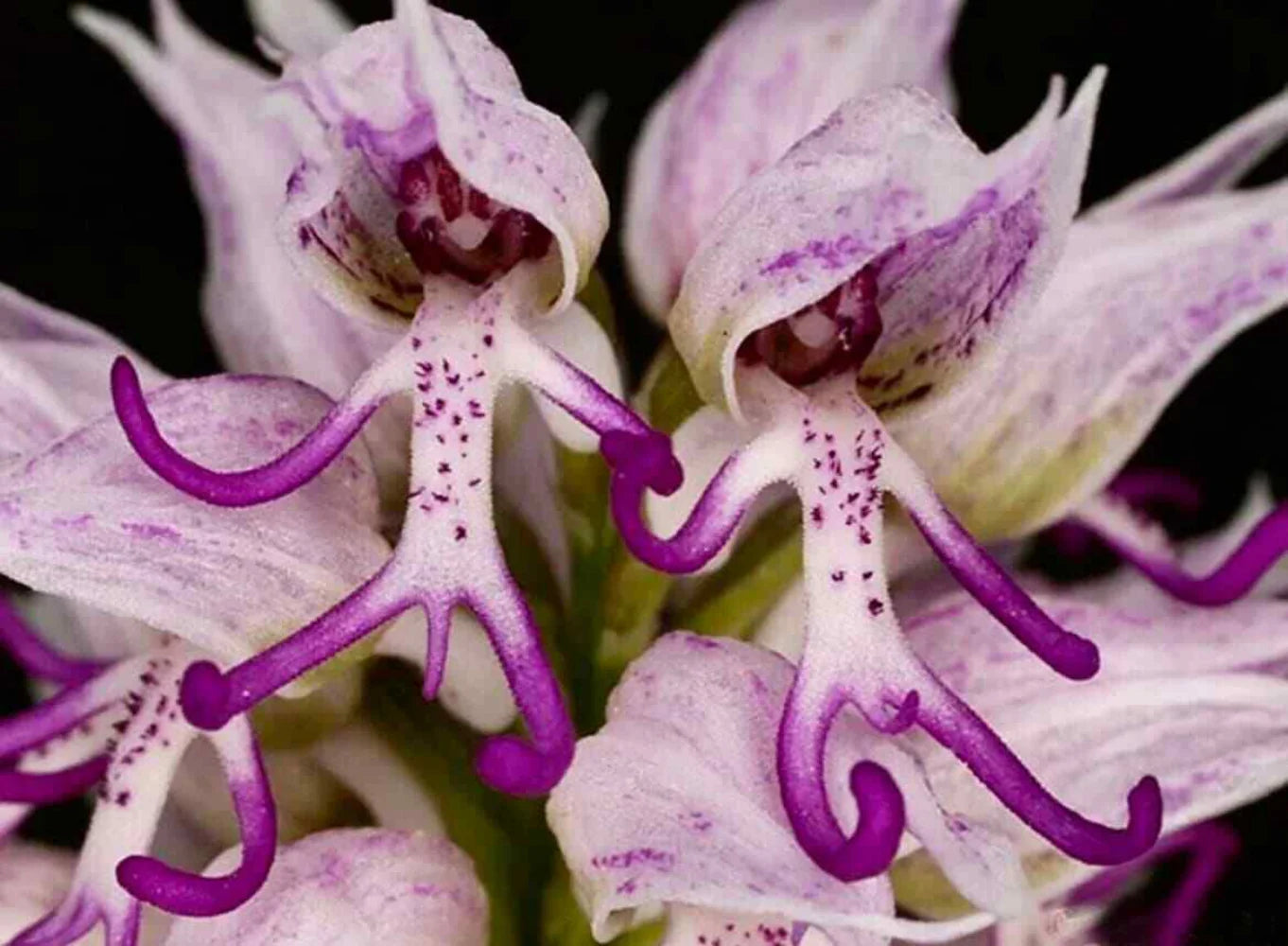 Naked Man Orchid Seeds for Planting - Unique Flowering Plant Seeds
