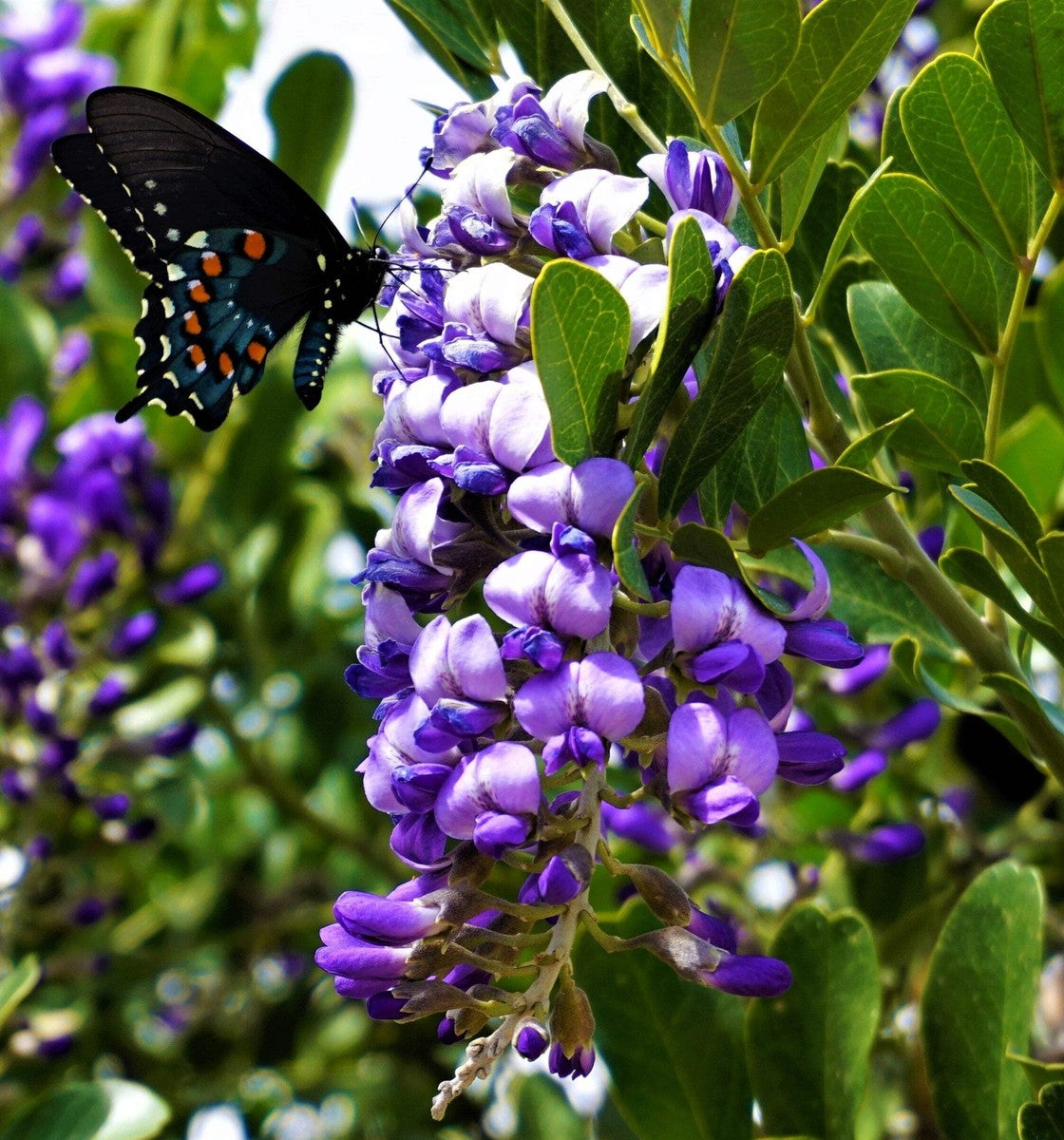 Heirloom Laurel Sophora Flower seeds for Planting Cottage Garden Essential Heirloom & GMO Free Seeds for Home Garden