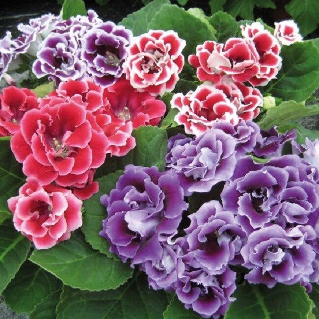 Gloxinia Flower seeds for Planting Vibrant Colors Heirloom & GMO Free Seeds for Home Garden