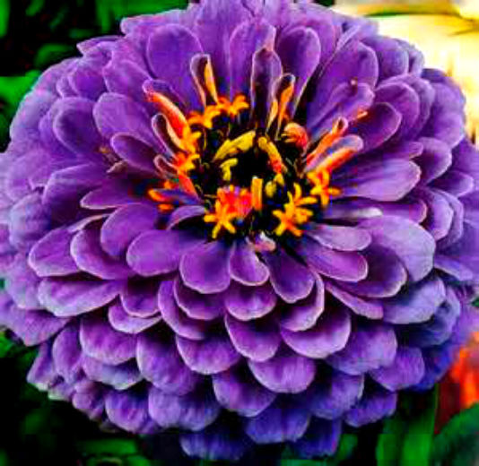 Zinnia Flower seeds for Planting - Seasonal Bloomer, Heirloom & GMO Free Seeds for Home Garden