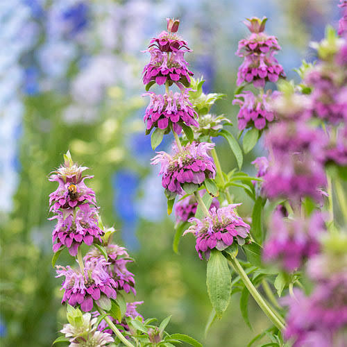Purple Lemon Bee Flower seeds for Planting - Drought Tolerant, Heirloom & GMO Free Seeds for Home Garden