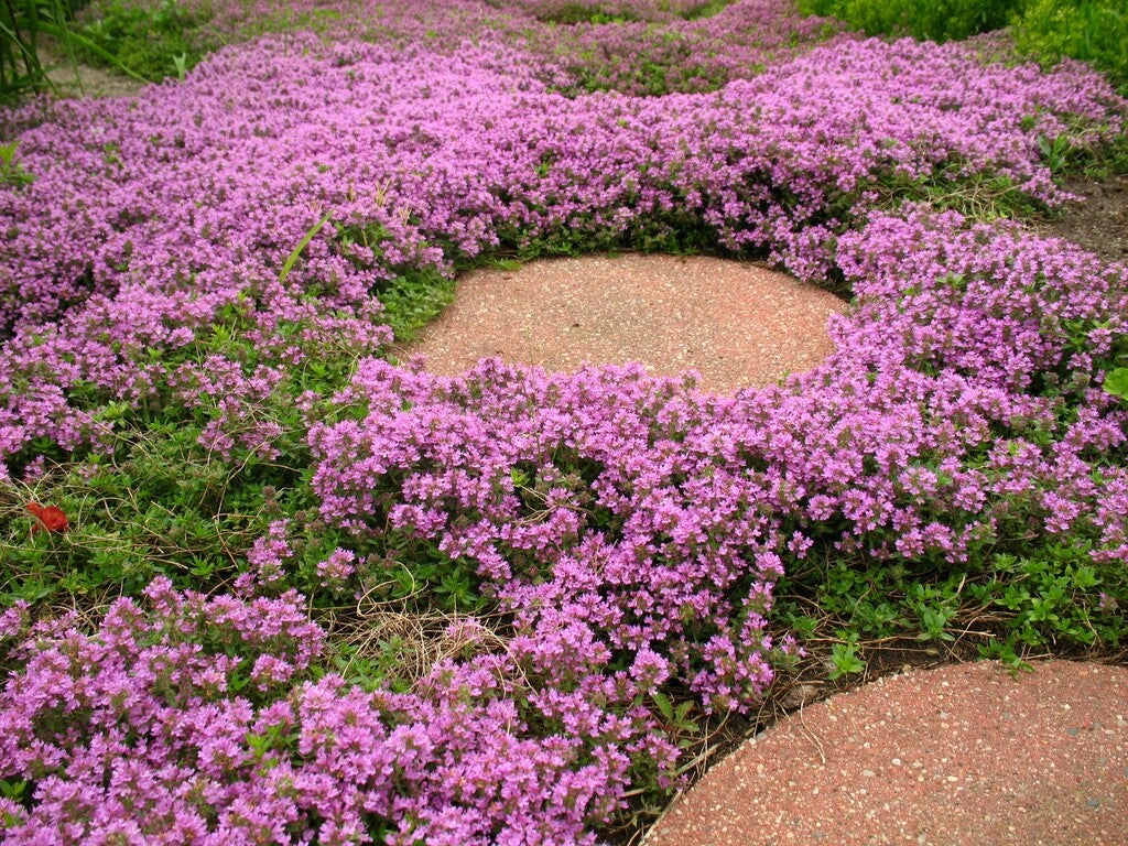 Evergrowseeds Elfin Thyme herb seeds, fragrant low-growing ground cover with small green leaves, perfect for herb gardens.