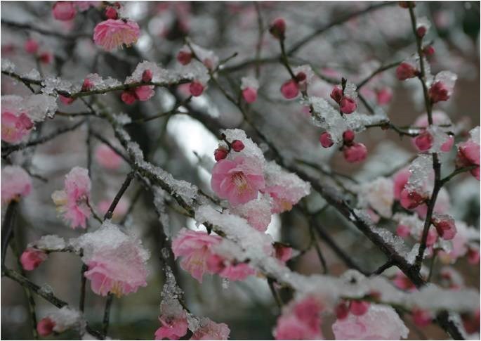 Fortunearia Sinensis Pink Flower Seeds