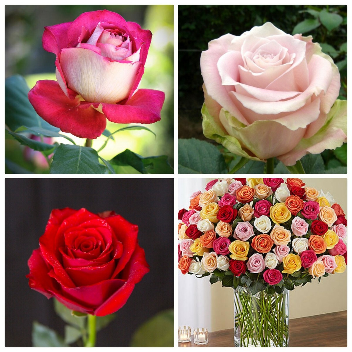 Mixed Ruby Rose Flower Seeds for Planting Perfect for Borders Heirloom & GMO Free Seeds for Home Garden
Sale