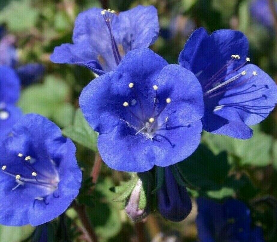 Blue Cali Flower seeds for Planting - Sun Loving, Heirloom & GMO Free Seeds for Home Garden