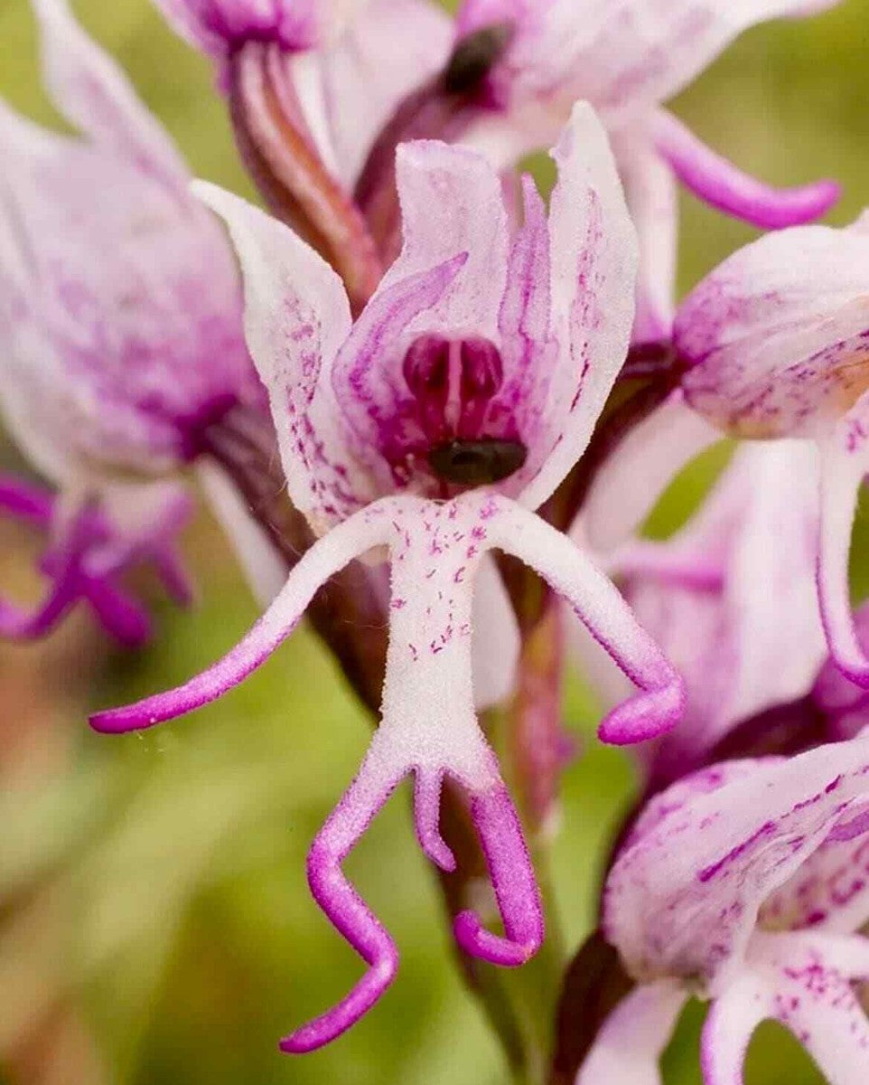 Orchid Man Flower Planting Seeds - Enhance Your Garden with Vibrant Orchid Blooms - Evergrowseeds