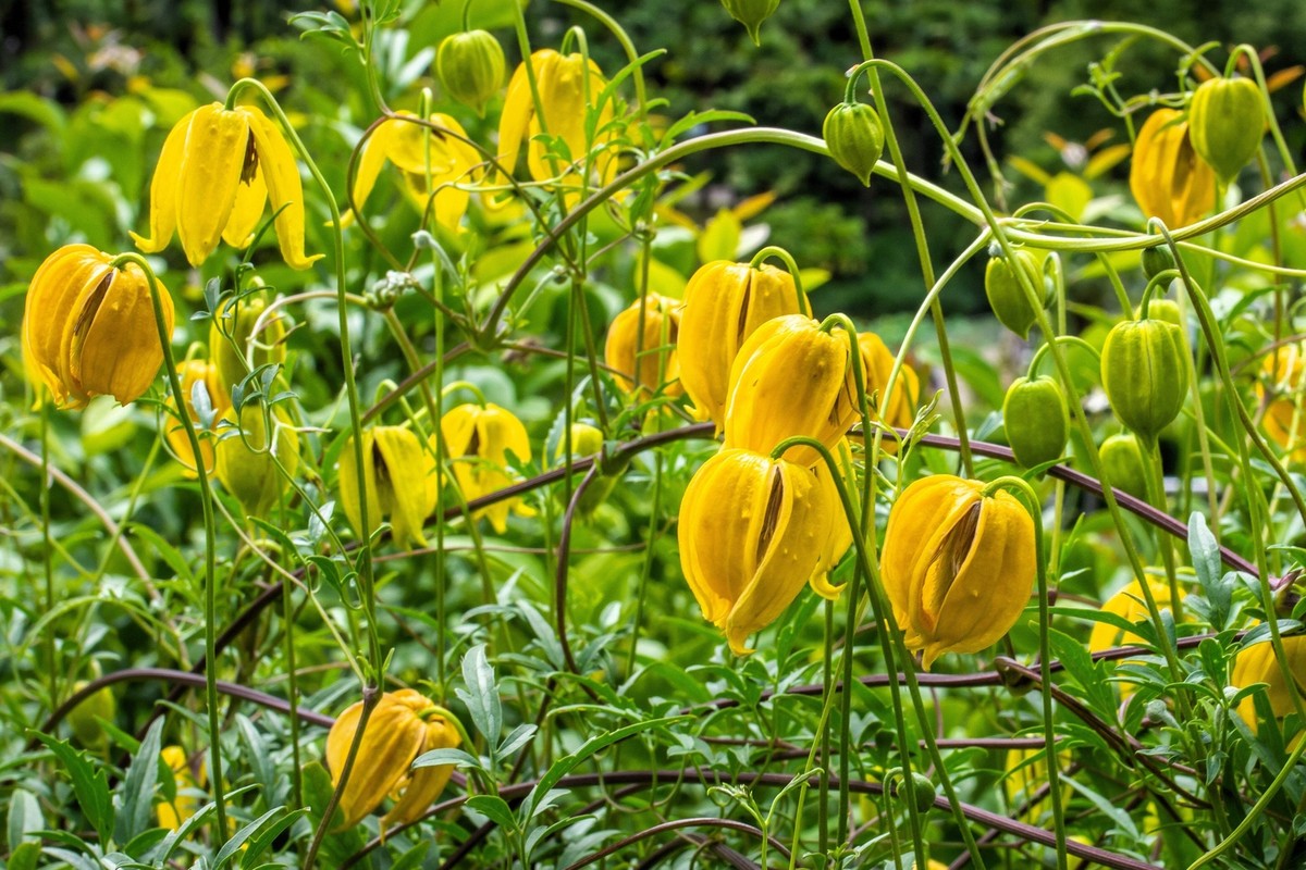 Yellow Tangutica Flower Planting Seeds Collection