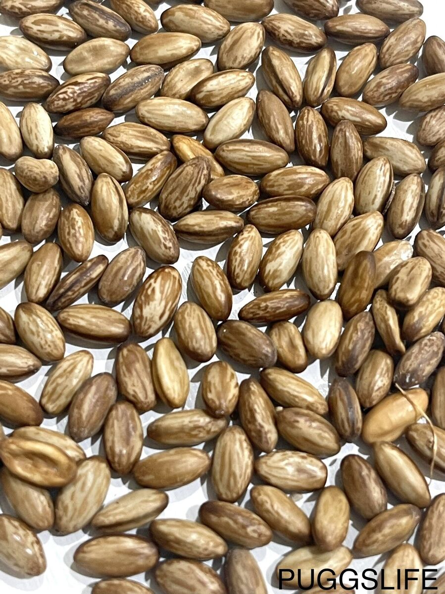 Parkinsonia Aculeata Seeds For Planting Plant Seed