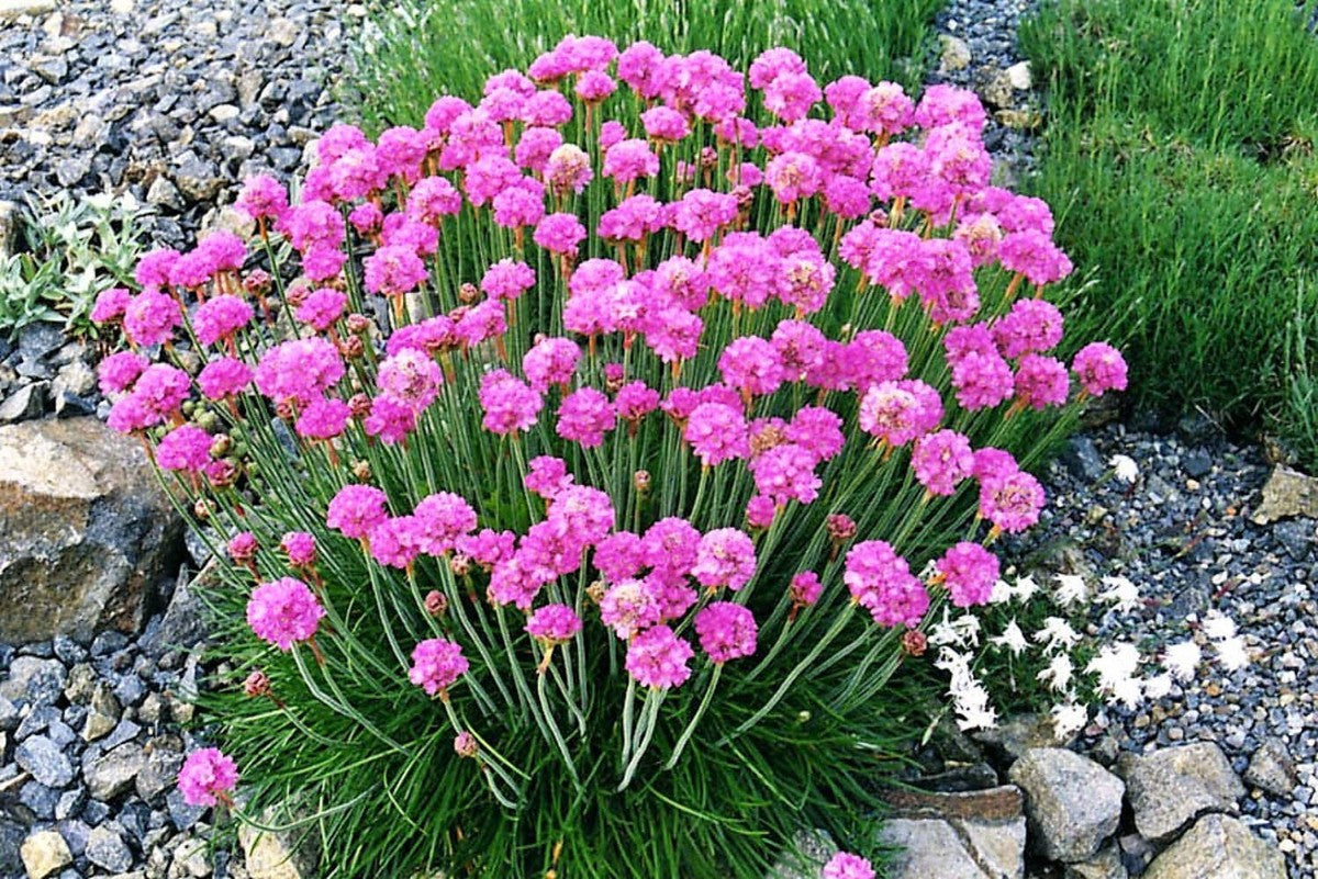 Armeria Flower seeds for Planting - Cottage Garden Essential, Heirloom & GMO Free Seeds for Home Garden