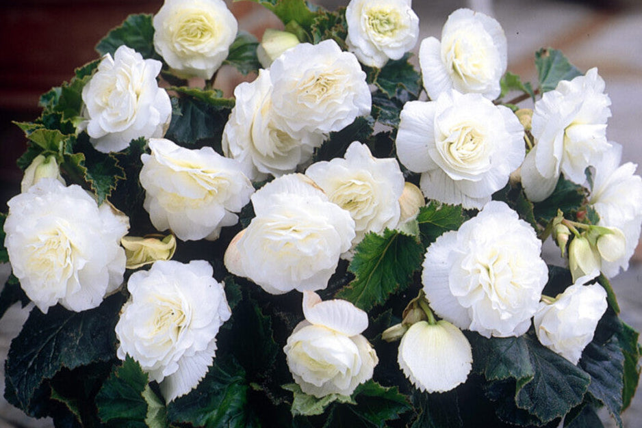 Tuberous Begonia Flower seeds for Planting - Sun Loving, Heirloom & GMO Free Seeds for Home Garden