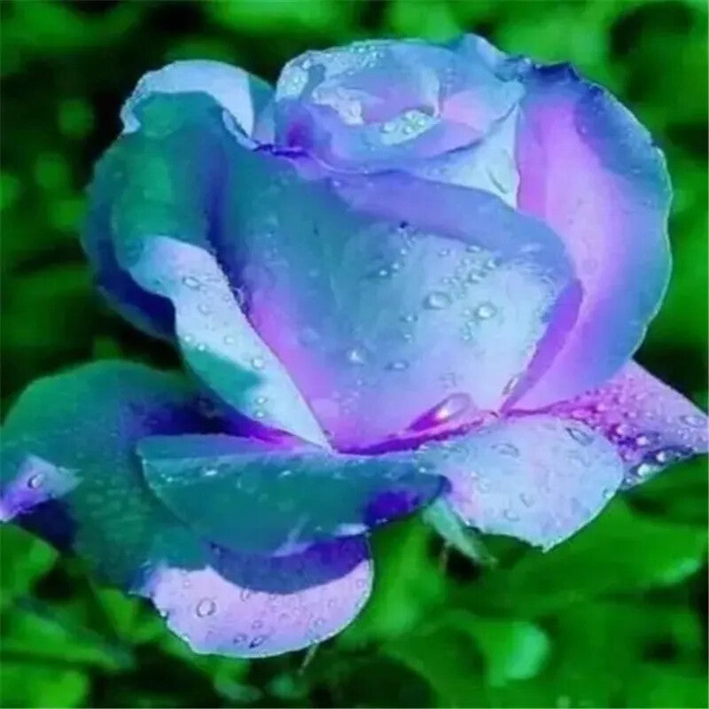 Gold Rose Flower seeds for Planting - Wildflower Mix, Heirloom & GMO Free Seeds for Home Garden